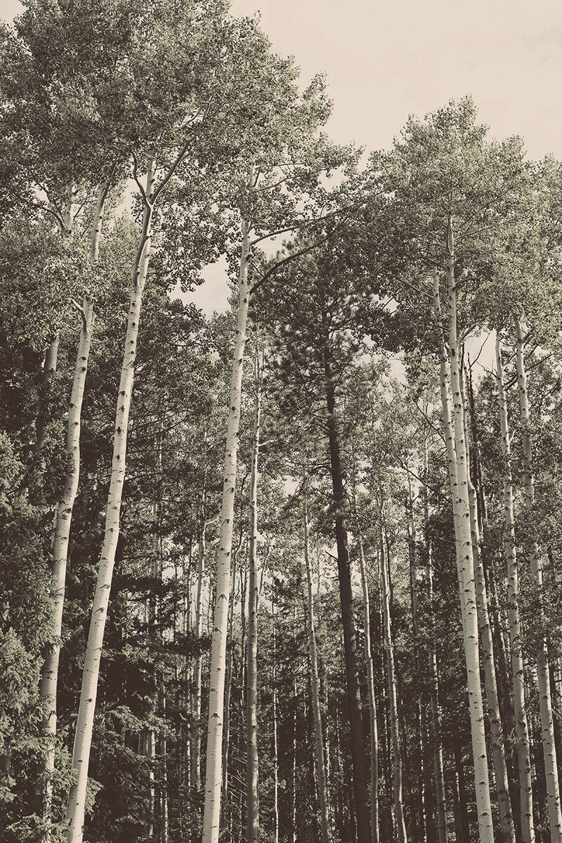 Aspens by Jenny Komenda Unframed Unstretched Archival Quality Giclee Canvas Print