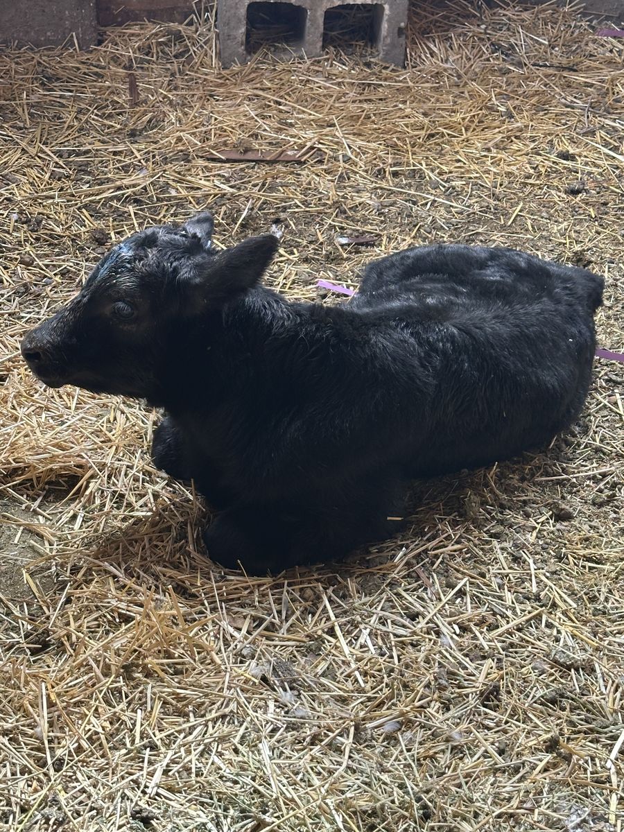 Angus Bull Calf