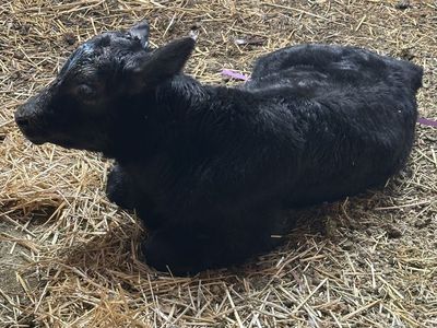 Angus Bull Calf
