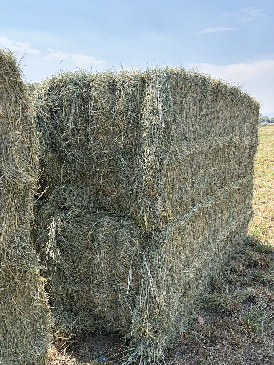 2nd Crop Orchard Grass Alfalfa mix 3 x 4 bales