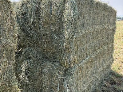 2nd Crop Orchard Grass Alfalfa mix 3 x 4 bales
