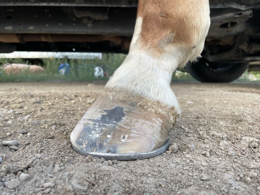 Horse Shoeing/Farrier