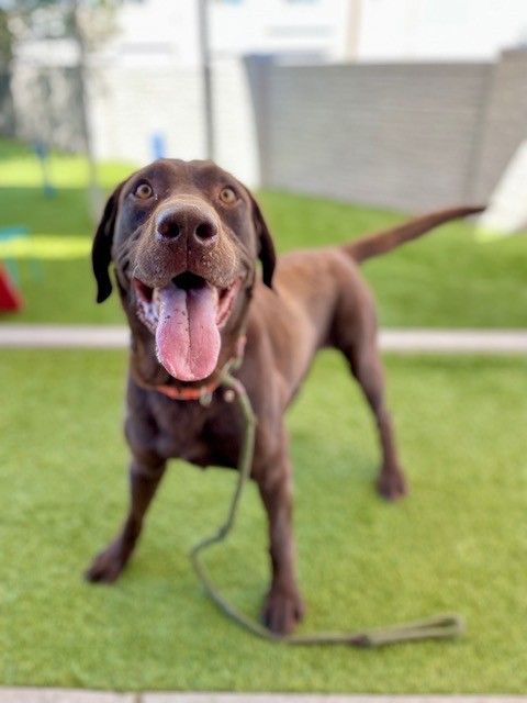 A162550 Comrade is Available for Adoption!