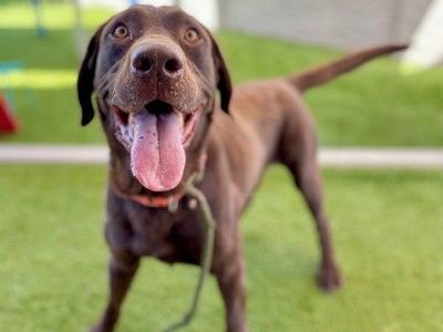 A162550 Comrade is Available for Adoption!
