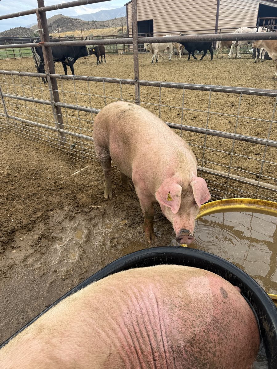 Butcher hogs