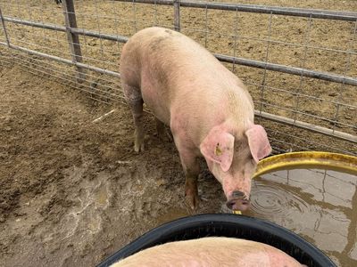 Butcher hogs