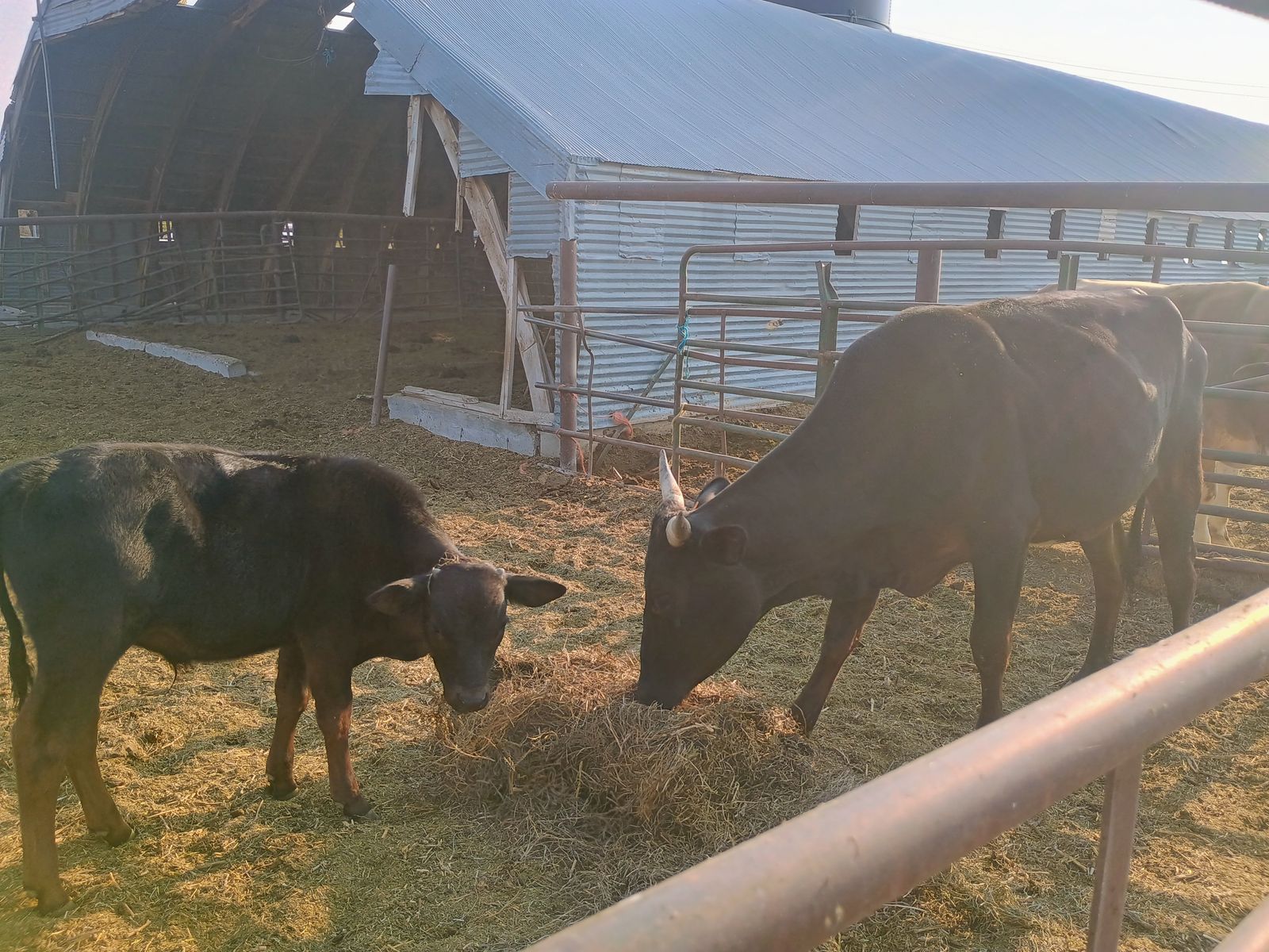 Bucking cow/bull calf pair