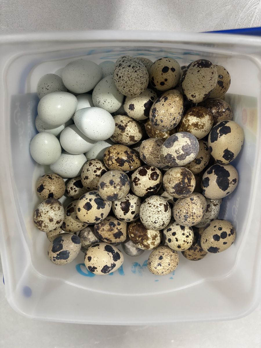 Quail Eggs!!