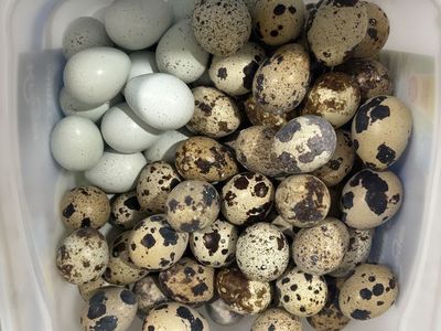 Quail Eggs!!