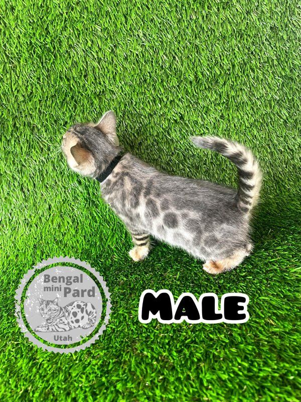 Bengal Kitten is ready to go new home