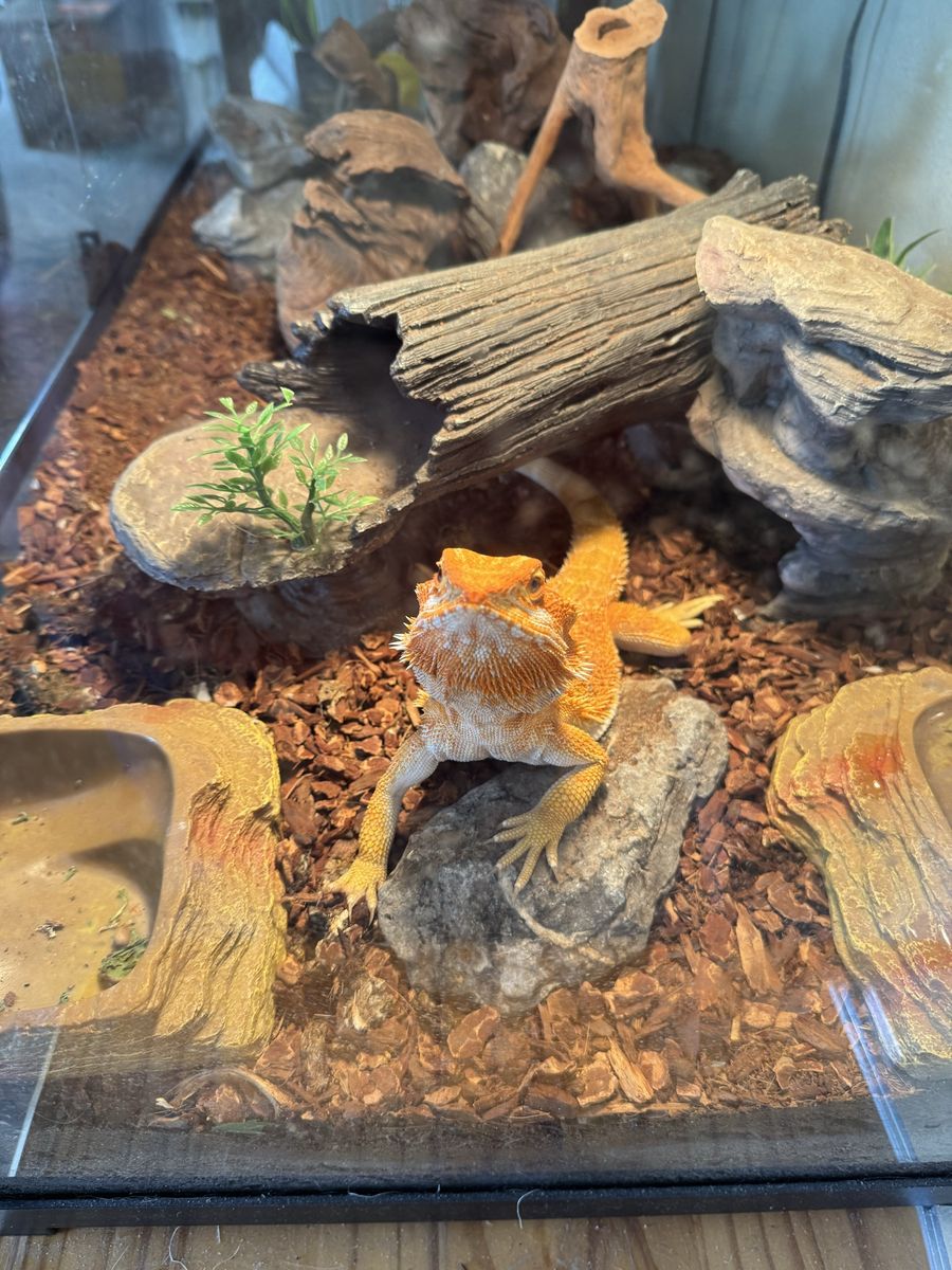 One year old bearded dragon (Duke) with Large Glass Reptile Terrarium/Tank with Accessories - 40 Gallon