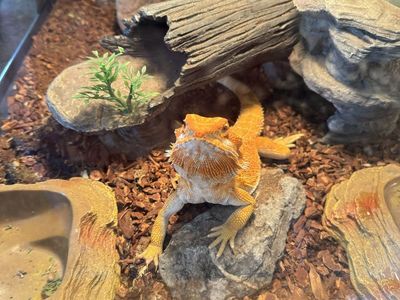 One year old bearded dragon (Duke) with Large Glass Reptile Terrarium/Tank with Accessories - 40 Gallon
