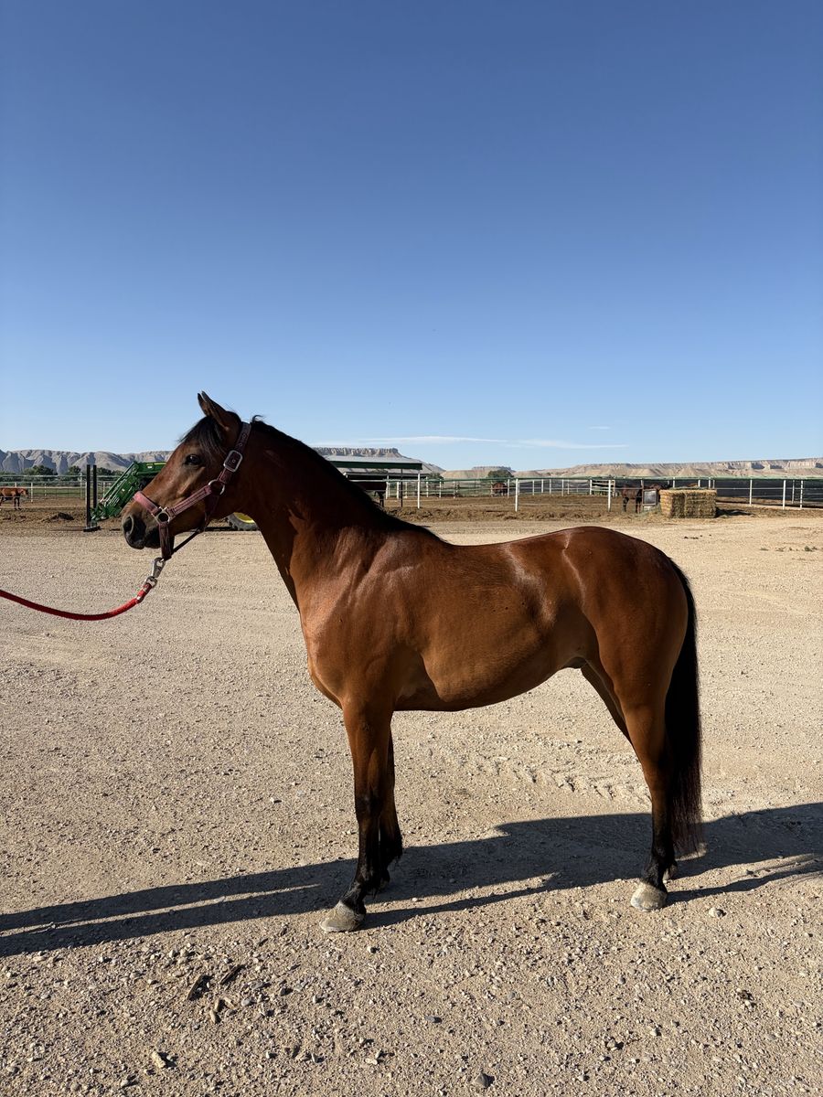 Yosemite Sam 6-Year-Old Gelding Pony - Kids Horse, Under 14 Hands, Well-Ridden