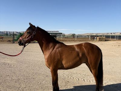 Yosemite Sam 6-Year-Old Gelding Pony - Kids Horse, Under 14 Hands, Well-Ridden