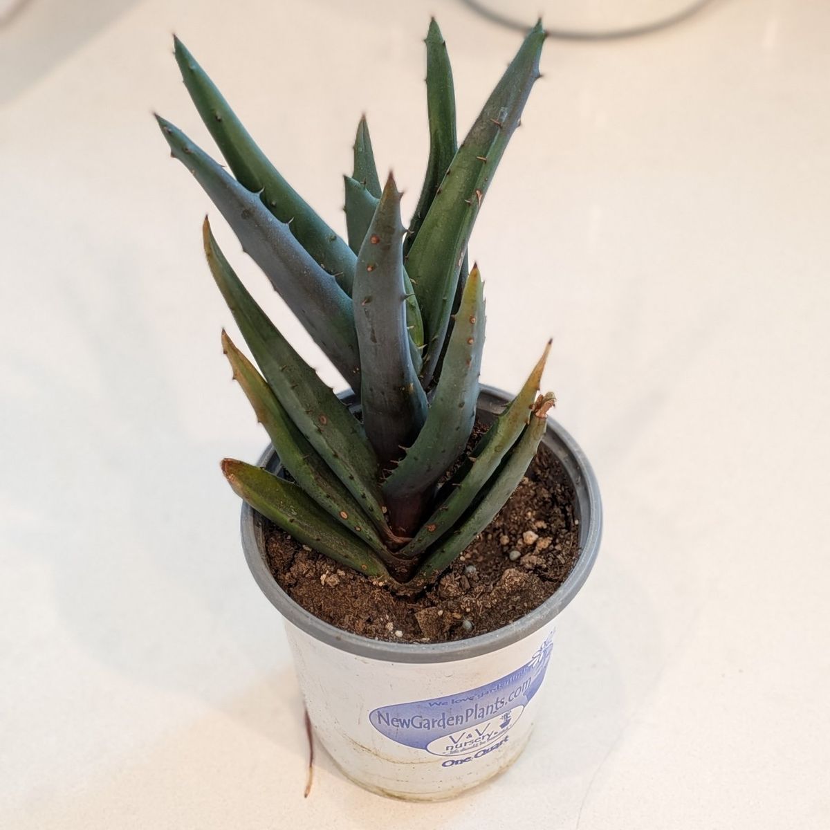 aloe plant (not sure what variety)