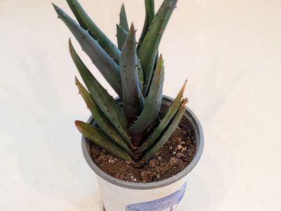aloe plant (not sure what variety)