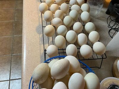 Fertilized Hatching Eggs