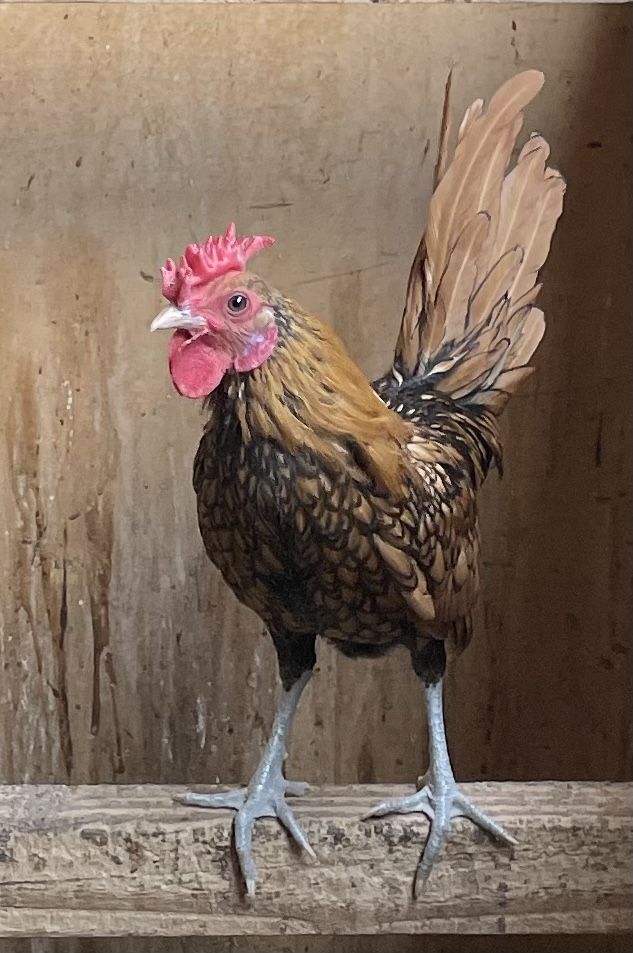 Sebright Roosters 5-6 Months 