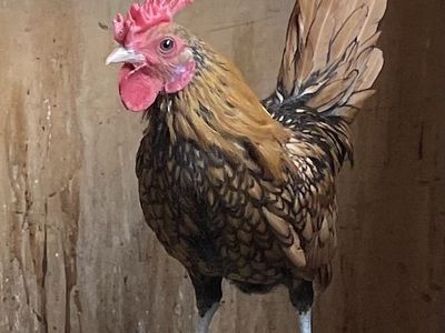 Sebright Roosters 5-6 Months