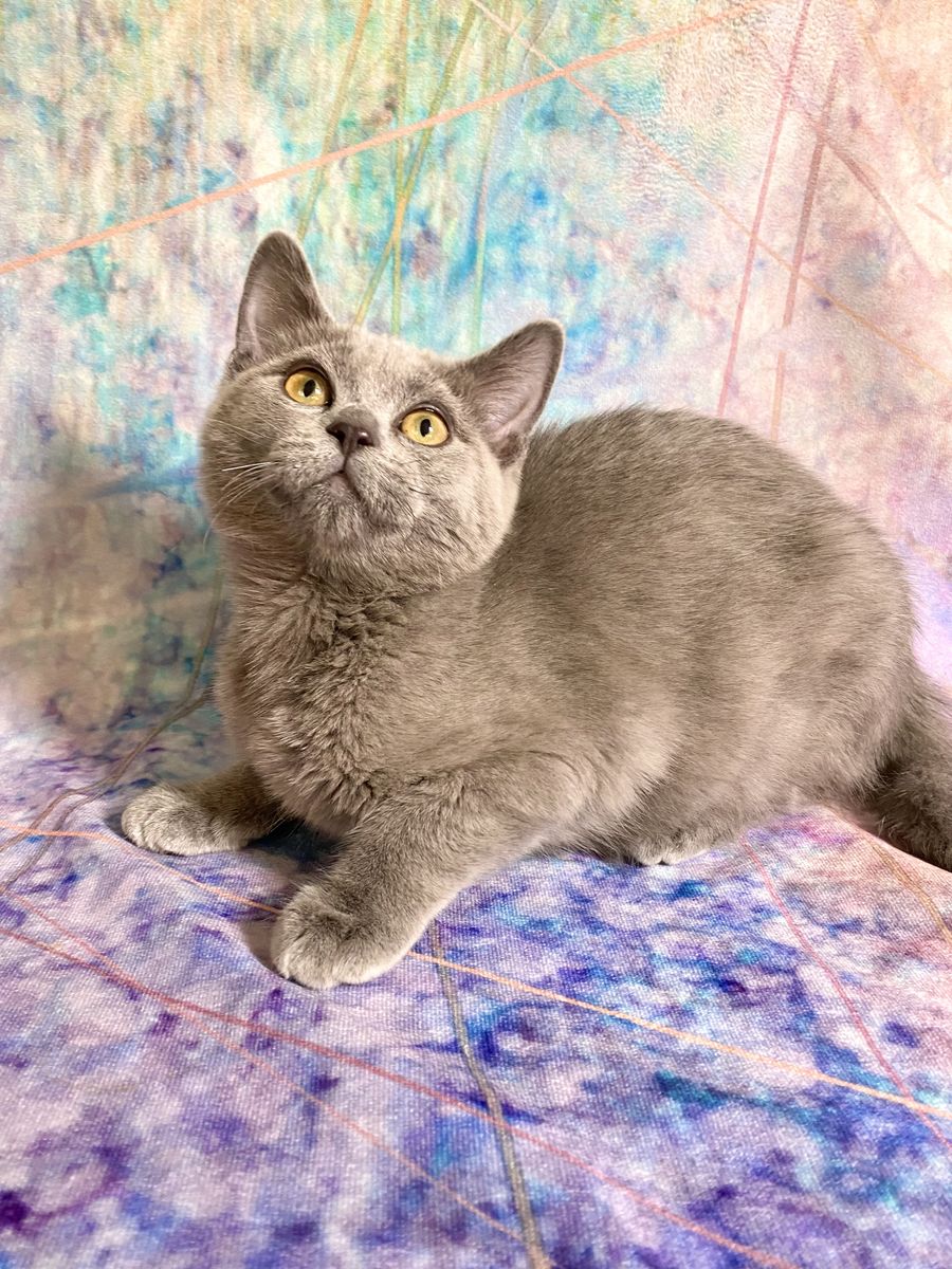 4 kittens!! Ragdoll x British Shorthair x Bengal • Fixed, Shots, Vet checked, Ready now!