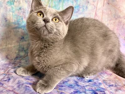 4 kittens!! Ragdoll x British Shorthair x Bengal • Fixed, Shots, Vet checked, Ready now!
