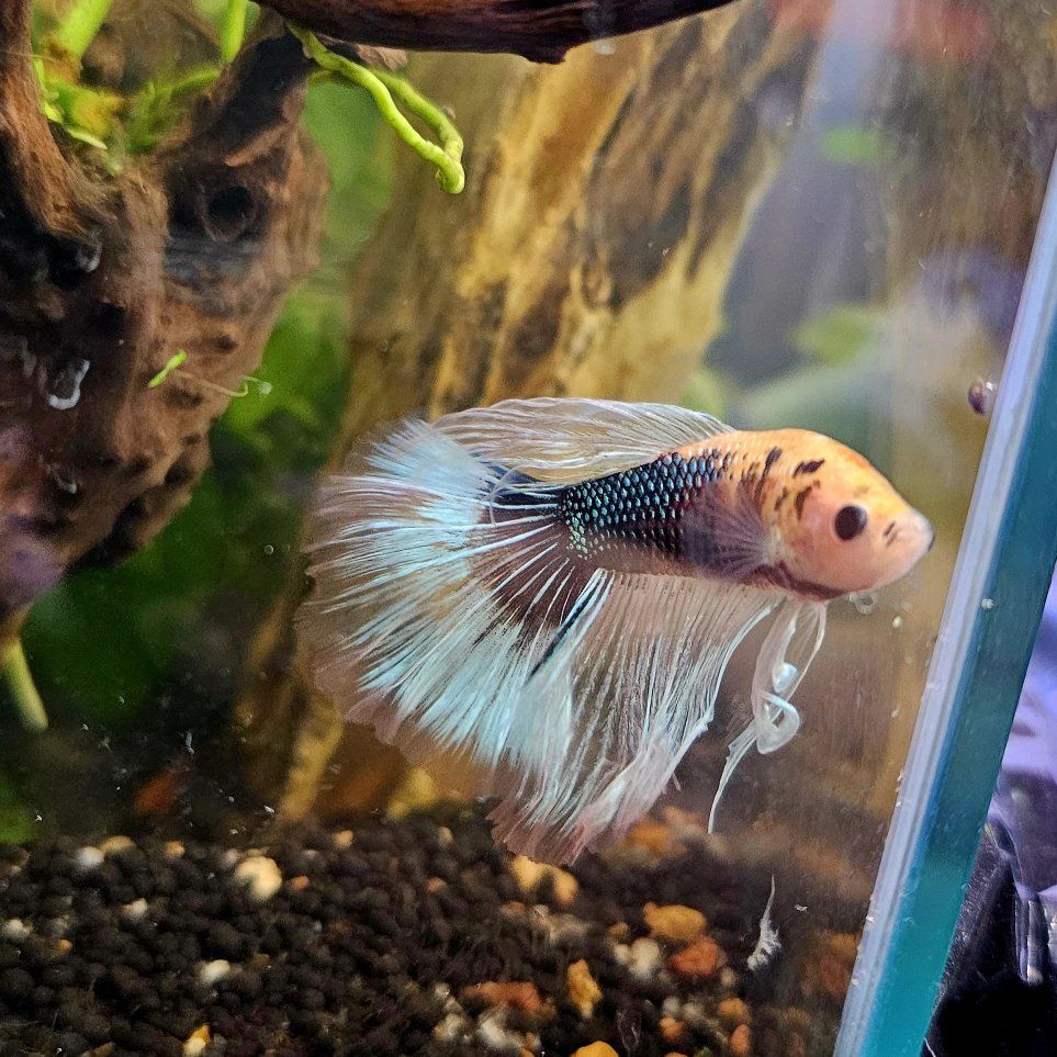 Male Betta