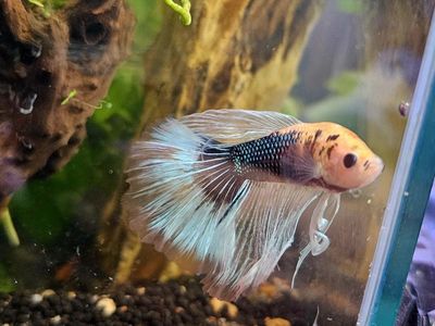 Male Betta