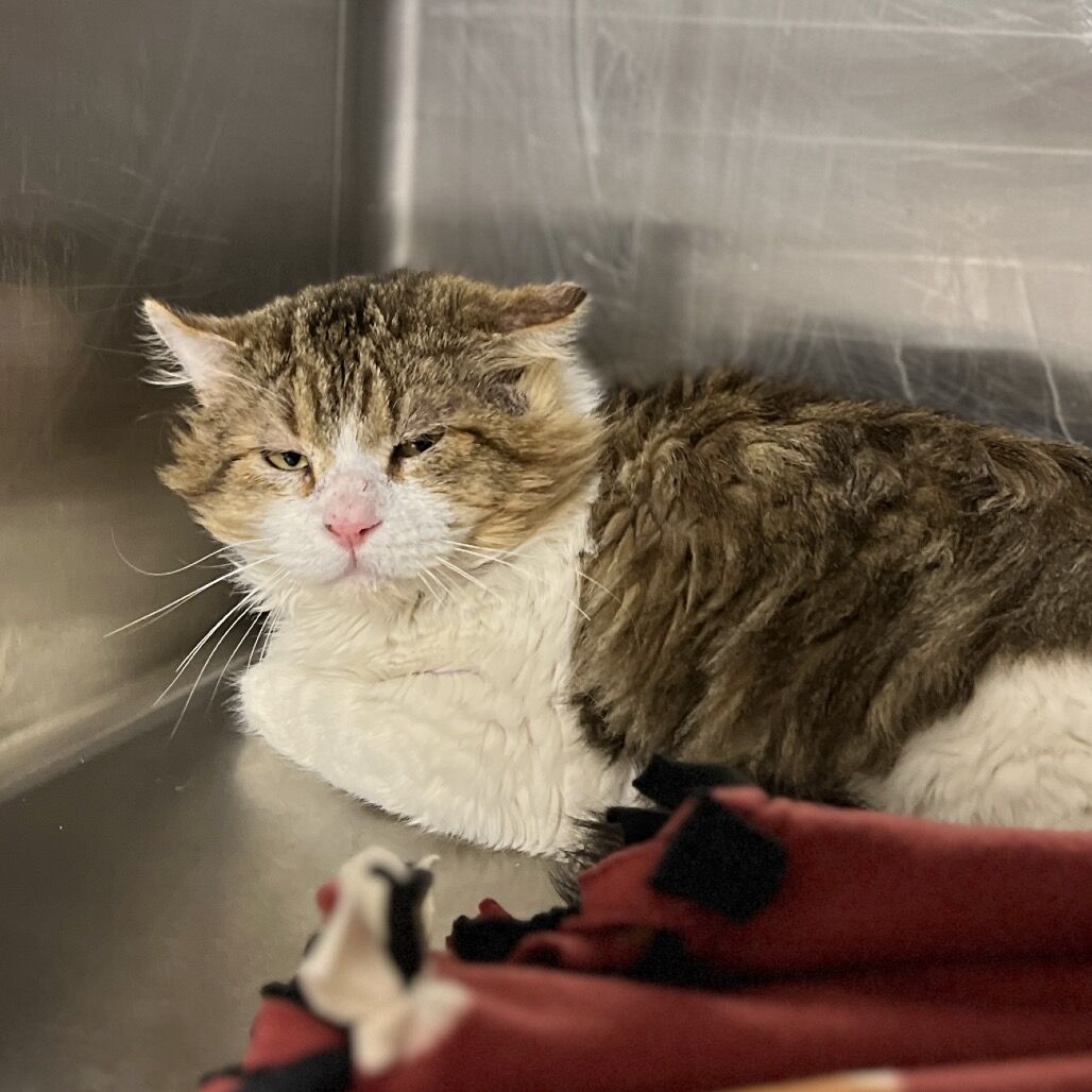 Hello my name is Thimble Fern