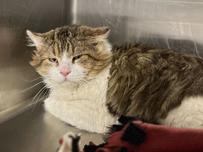 Hello my name is Thimble Fern