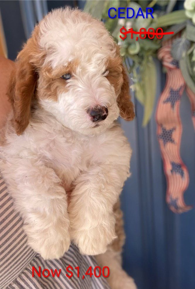 Premium Mini Multigenerational Doodle Bernedoodle Puppies. prices have been slashed for the last two puppies.