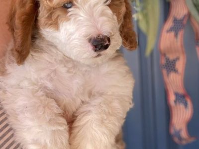 Premium Mini Multigenerational Doodle Bernedoodle Puppies. prices have been slashed for the last two puppies.