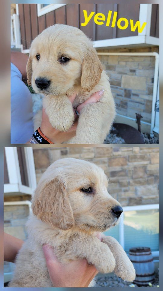 AKC Golden Retriever puppies, 3 left.