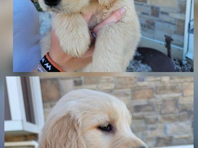 AKC Golden Retriever puppies, 3 left.