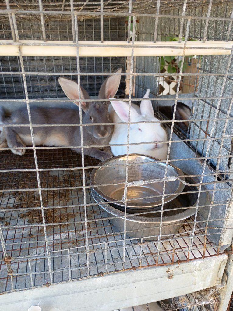 Rabbits for Sale - Various Colors and ages