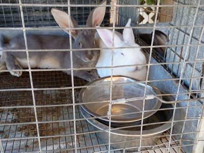 Rabbits for Sale - Various Colors and ages