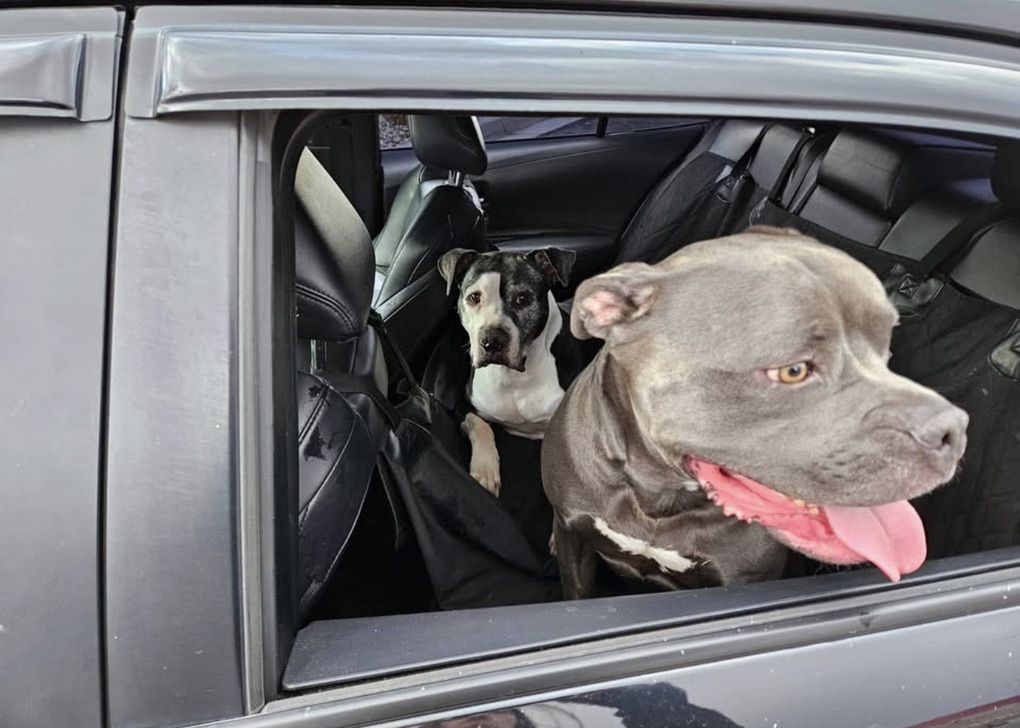 Two Pitbulls Found In West Jordan