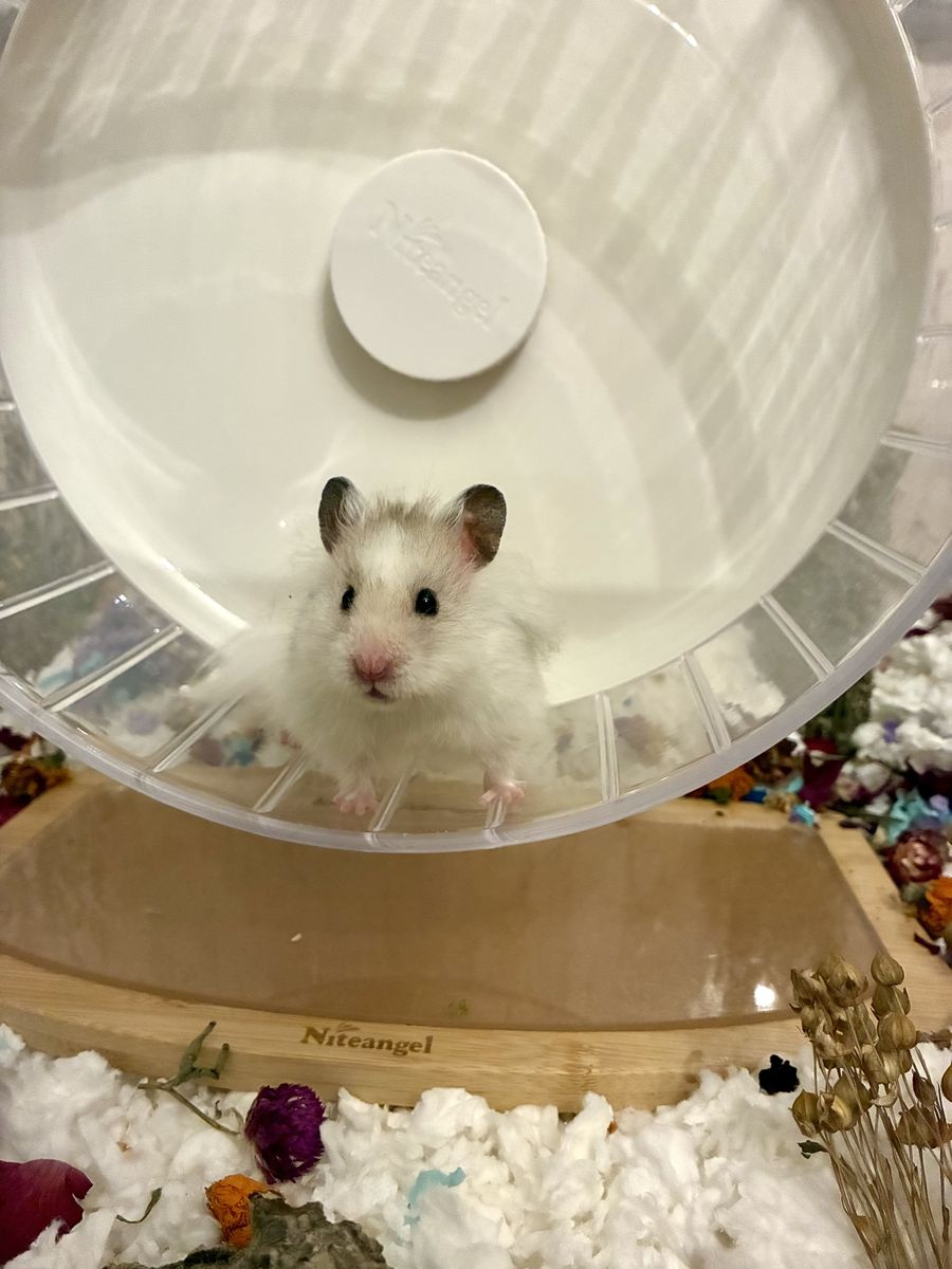 Male long haired Syrian hamster