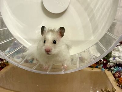 Male long haired Syrian hamster