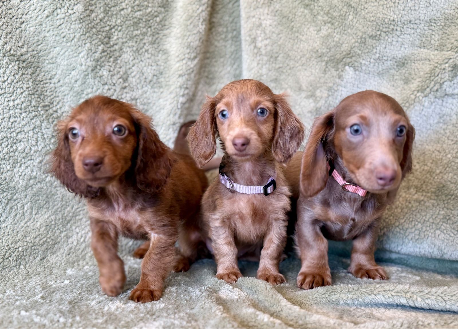 GIRLS ONLY LONG HAIR MINI DACHSHUNDS