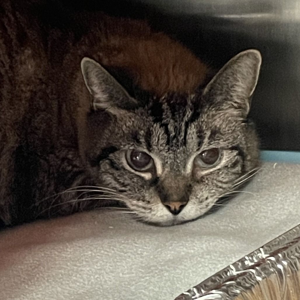 Hello my name is "CC"