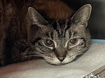 Hello my name is "CC"