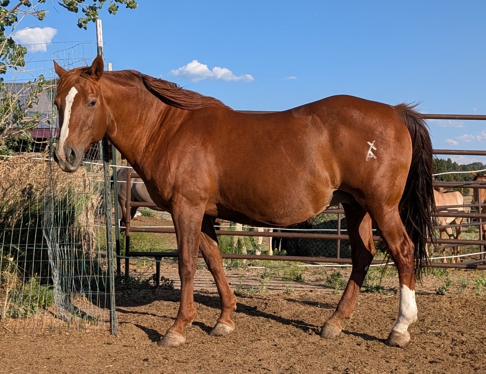 AQHA bred broodmare, Weavers imabitpretty