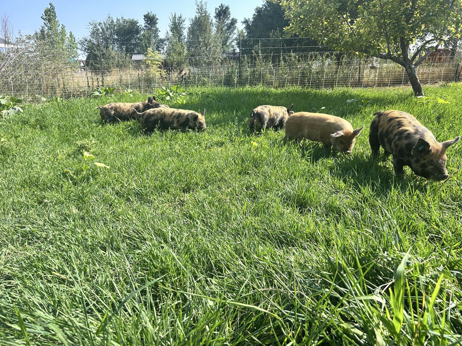 Idaho pasture pigs