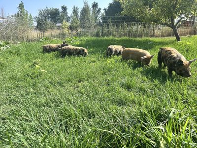 Idaho pasture pigs