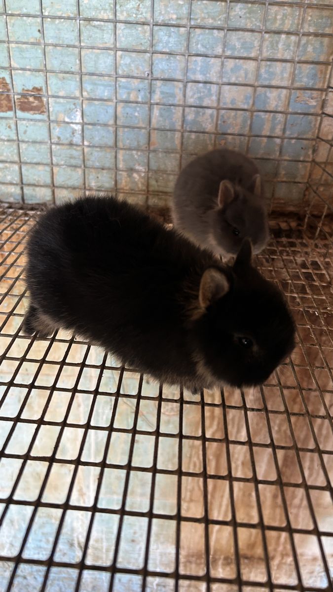 Baby Netherlands dwarfs rabbits