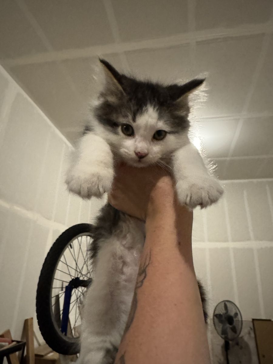Male Kitten