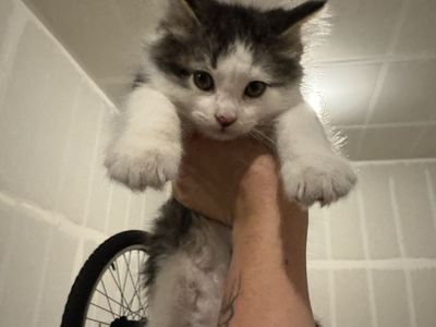 Male Kitten