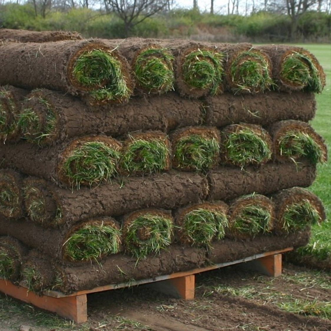 600 sq ft of sod