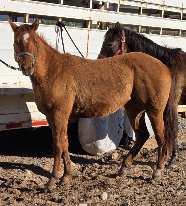 2 yr old AQHA Genuine Hombre/ Two eyed Bred filly