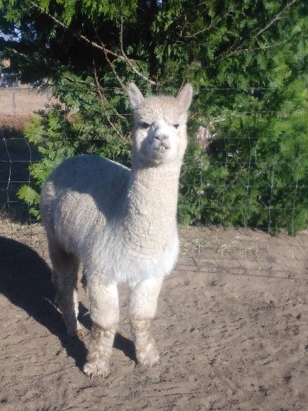 Massive herd reduction sale !